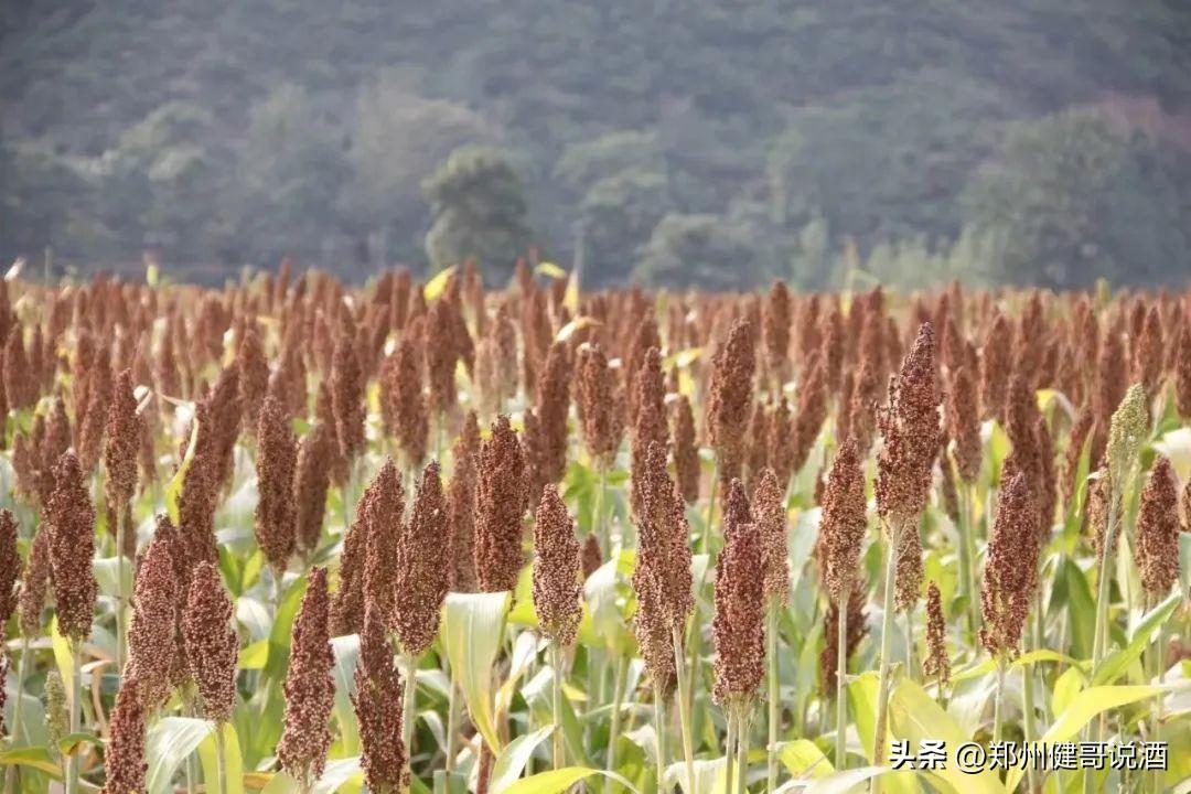 屠苏酒是传统节日吗_屠苏酒是什么节日喝_屠苏酒是春节喝的吗