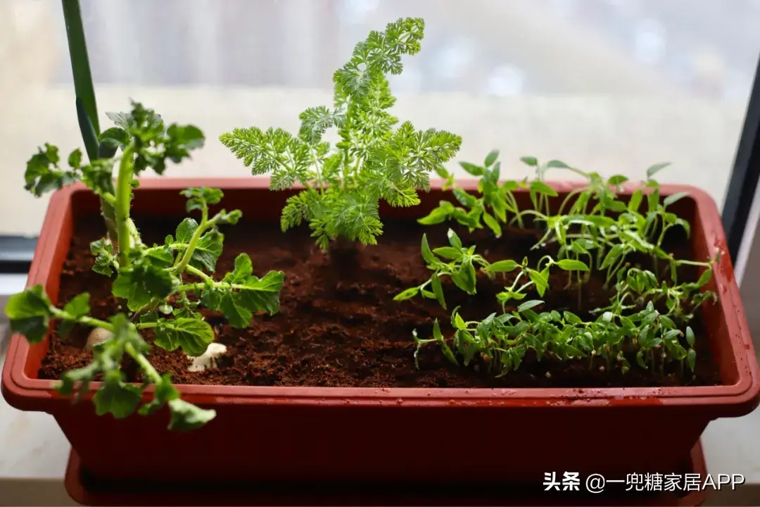 客厅种菜好不好风水_客厅家里种菜风水好吗_客厅种什么风水好