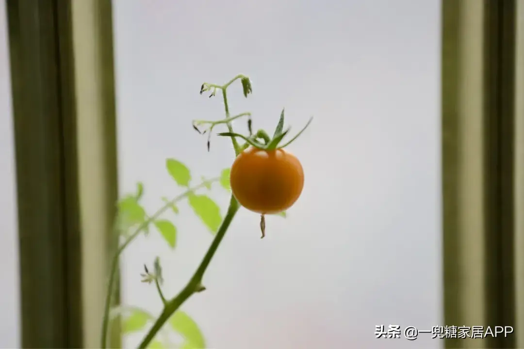 客厅家里种菜风水好吗_客厅种什么风水好_客厅种菜好不好风水